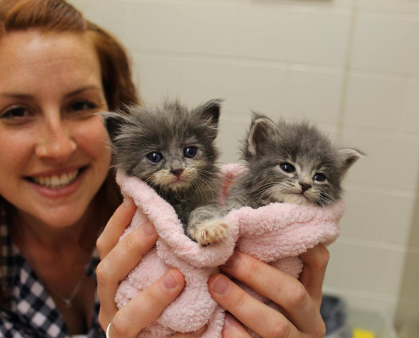 Arielle Giddens at an animal shelter holding kittens