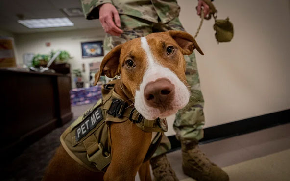 Service dog
