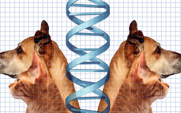 Cats and dogs mirrored on a DNA strand