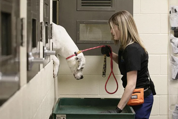 Caretaker with dog on leash at animal shelter