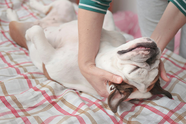 Dog getting massaged