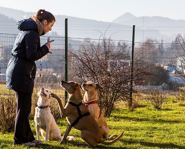 female dog trainer with three dogs