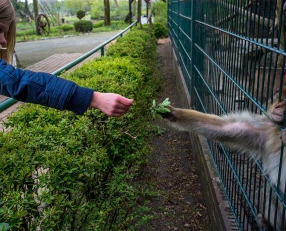 a young girl extends some leaves to a monkey caged in a zoo