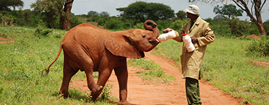 Baby Elephant Bottle Feeding