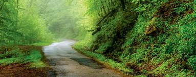 image of a road in a forrest
