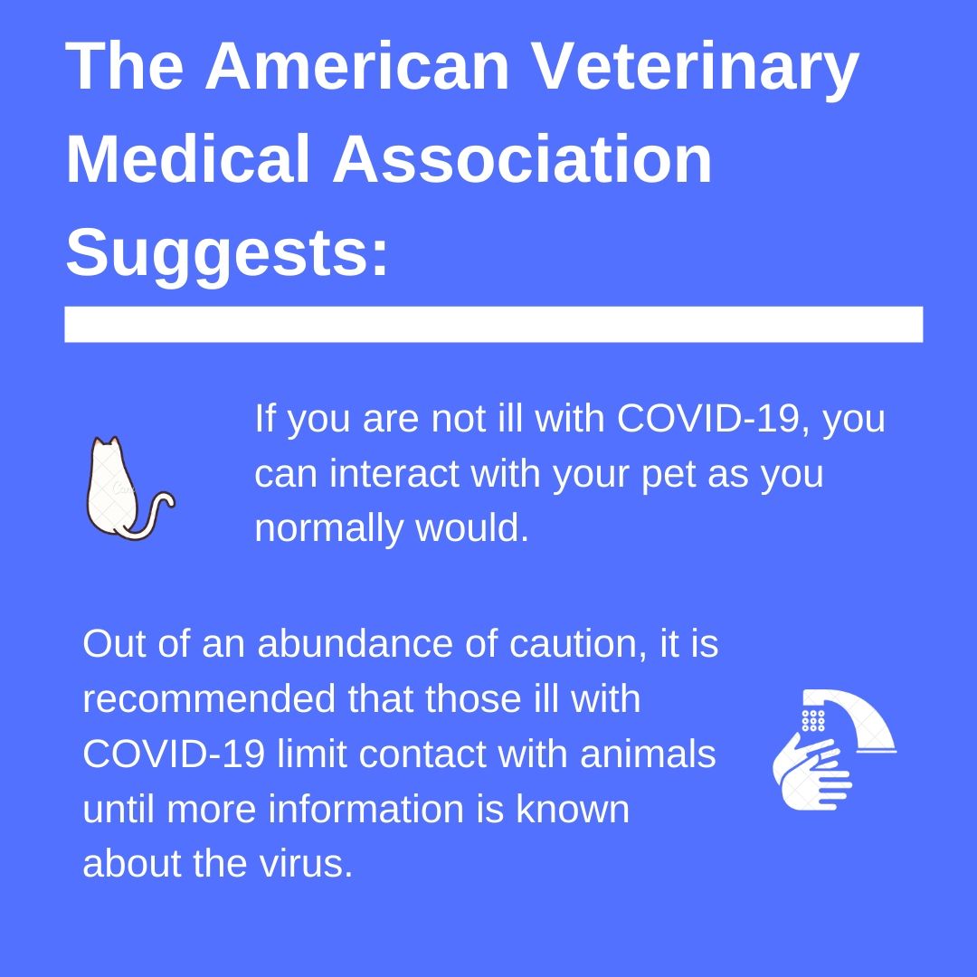 American Medical Veterinary Association
