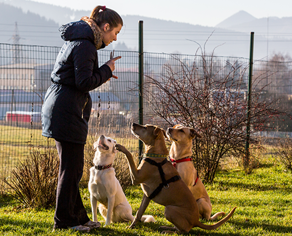 female dog trainer with dogs​