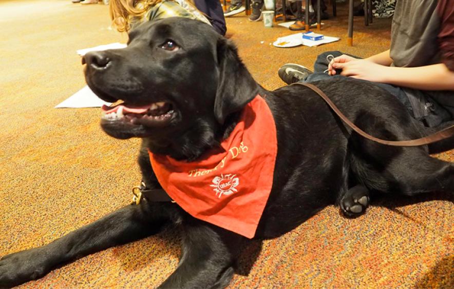 MSW Certificate in Animal-Assisted Social Work | Social Work MSW Certificate in Animal-Assisted Social Work | Social Work