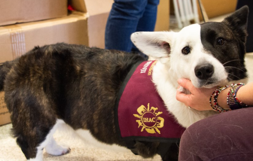 corgi dog wearing bandana