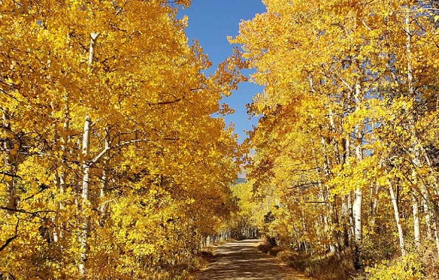 Aspens