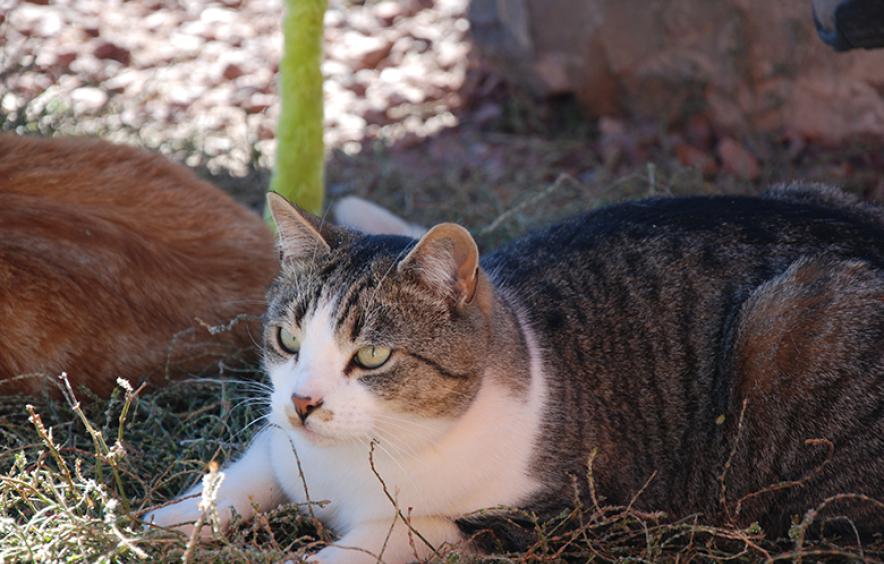 cat lying down outside