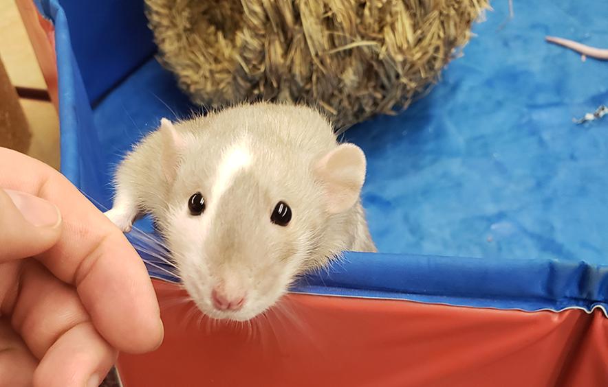 Therapy rat and human hand