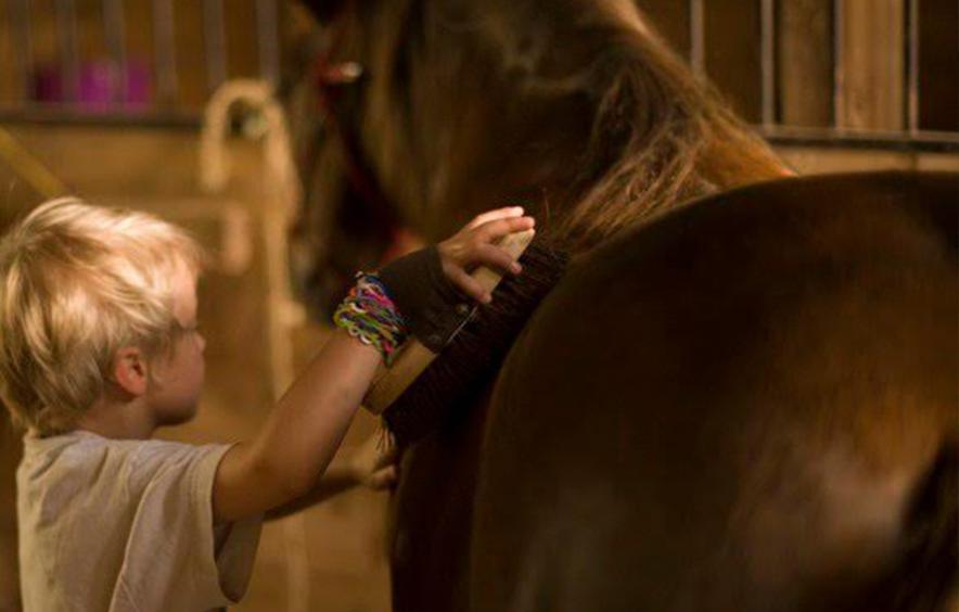 Boy grooming horse