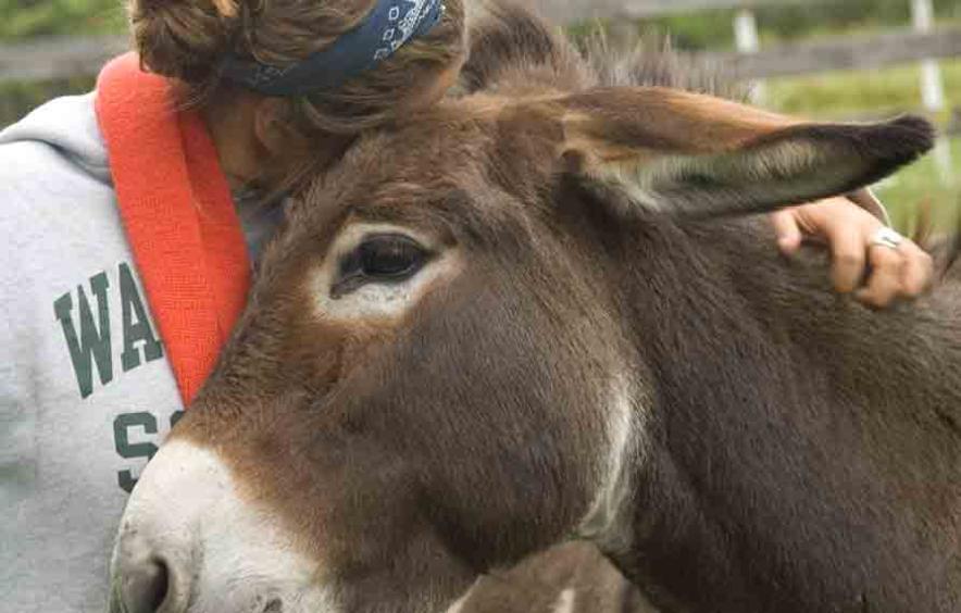 Woman with Donkey