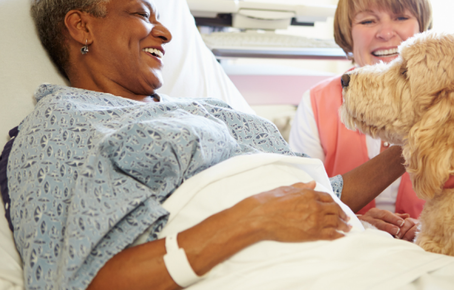 Animal-assisted activity at a hospital with a therapy dog