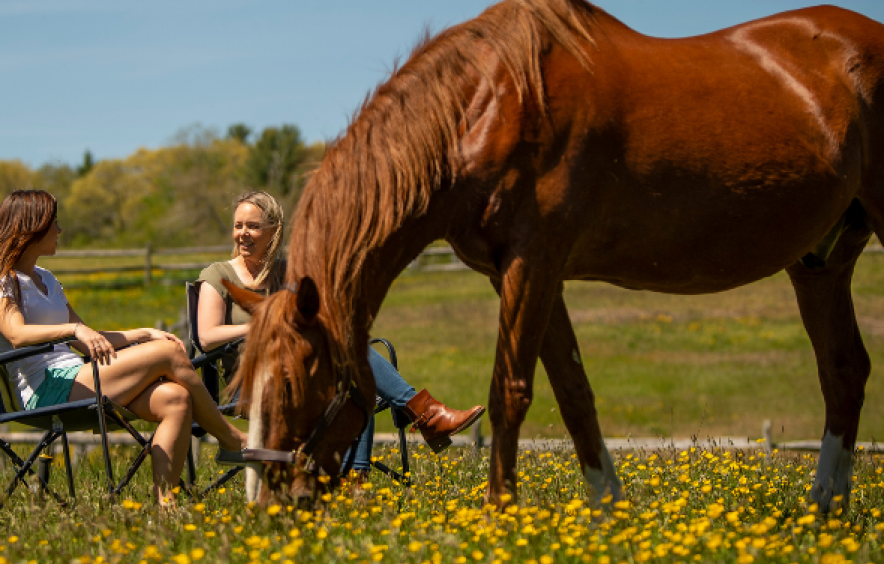 Animal-assisted intervention with a horse in a grassy field