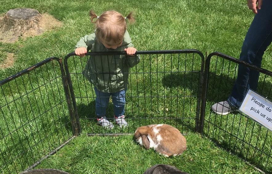 Child looking at bunny