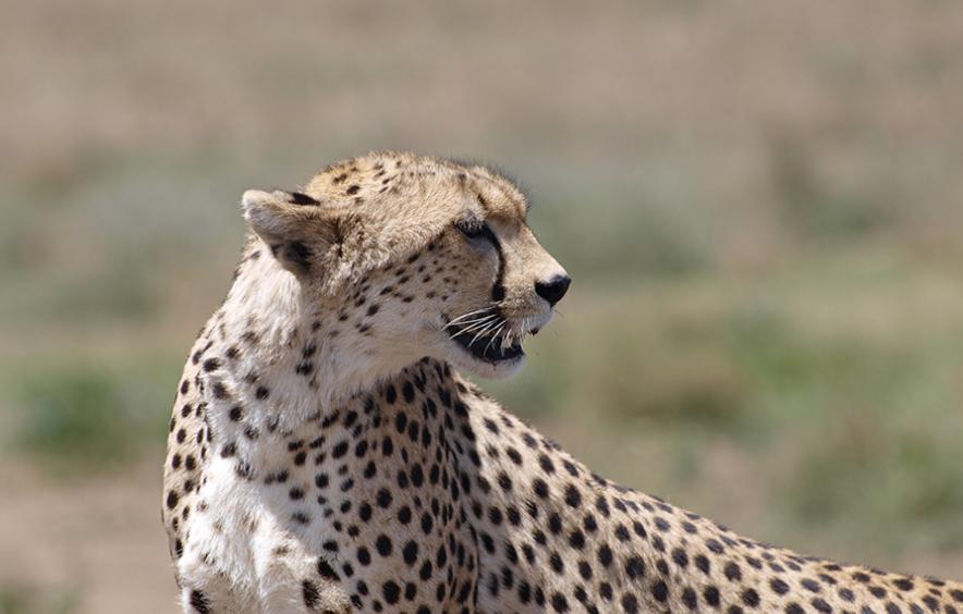 Cheetah
