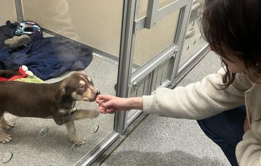 woman reaching out to a puppy in a shelter