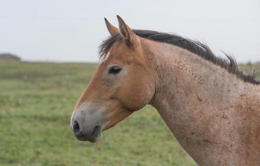 Profile view of a horse