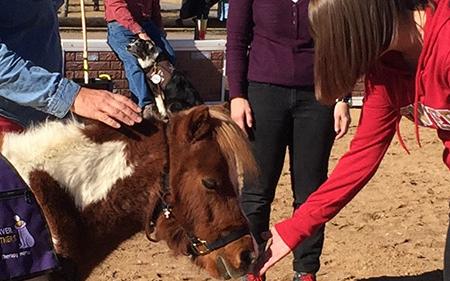 students with miniature horse