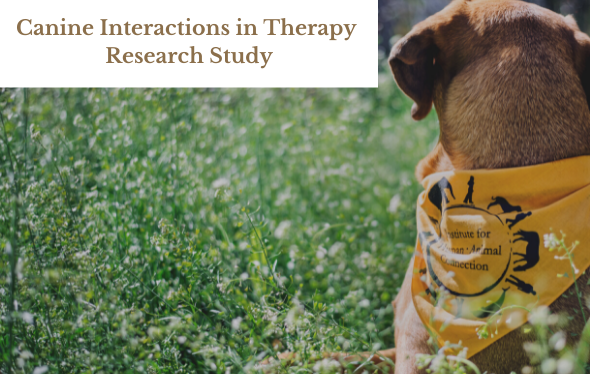 Dog sitting in grass with IHAC bandana on. Text on image reads "Canine Interactions in Therapy Research Study"