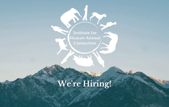 IHAC Logo with text "We're hiring" in front of a mountain silhouette 