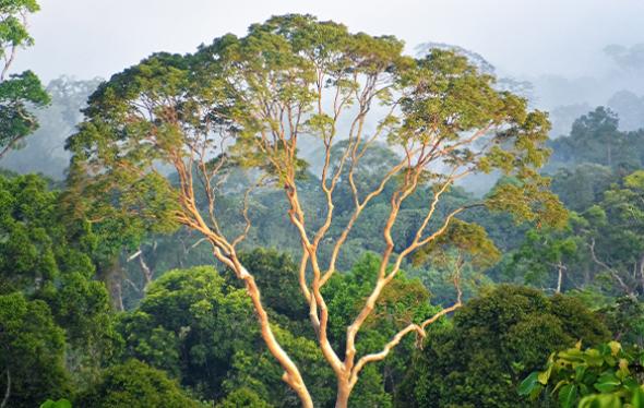 tree