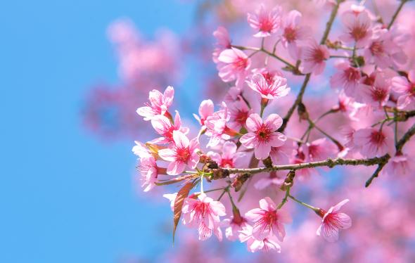 spring flowering tree