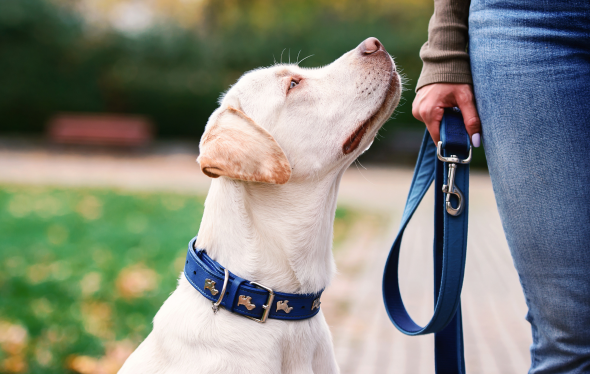 therapy dog