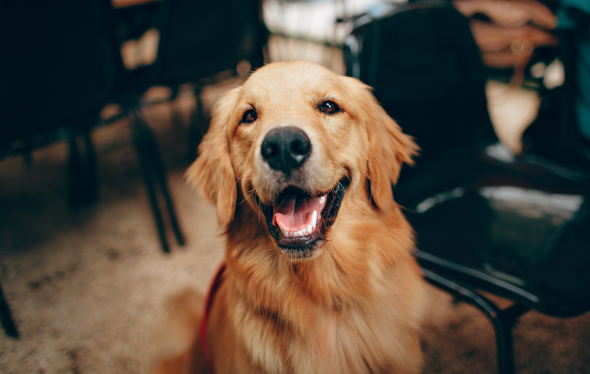 therapy dog