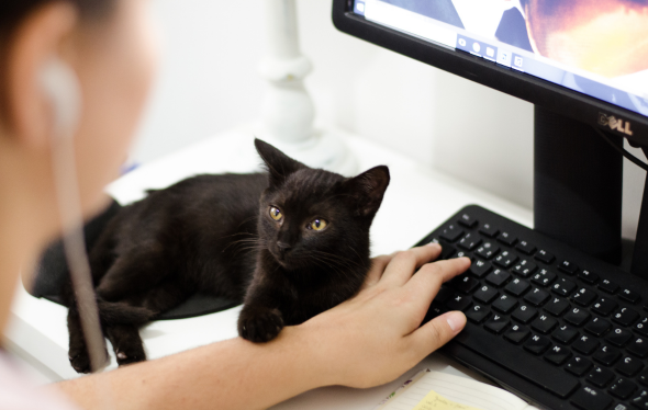 therapy cat