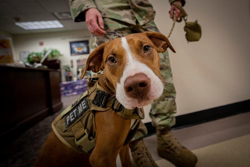 A military service dog sitting in front of a soldier