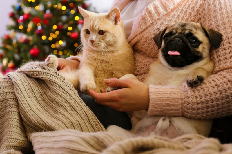 Person sitting on couch with dog and cat with holiday decor