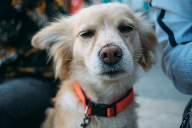 petsmart charities dog