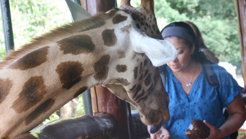 Erica Elvove feeding a giraffe in Kenya
