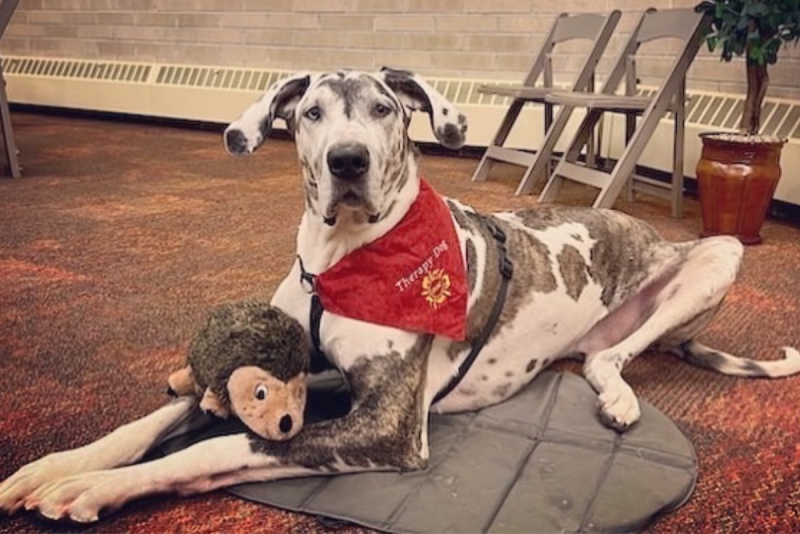 great dane in IHAC bandana
