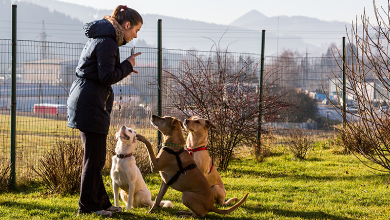 female dog trainer with dogs