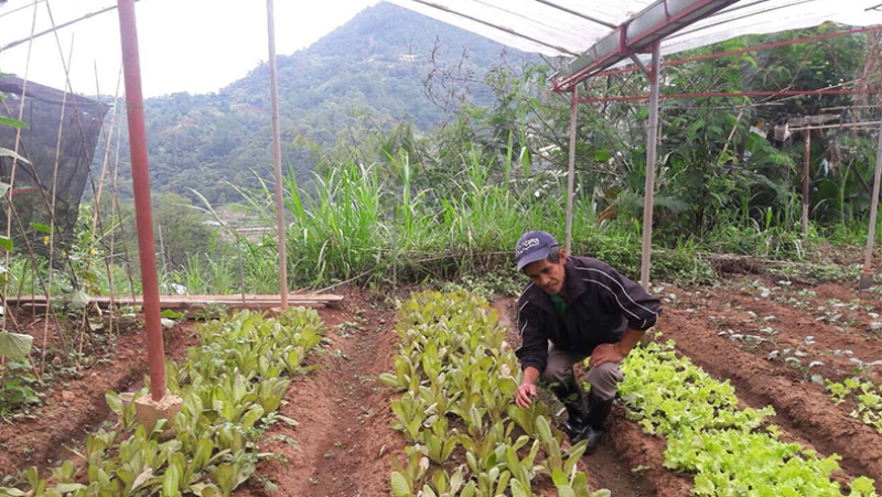 man in the garden at Friends of Enca Farm