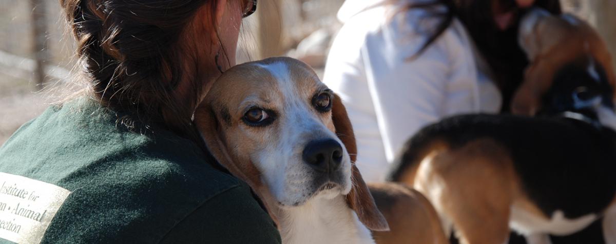 Woman with beagle rescued from laboratory testing