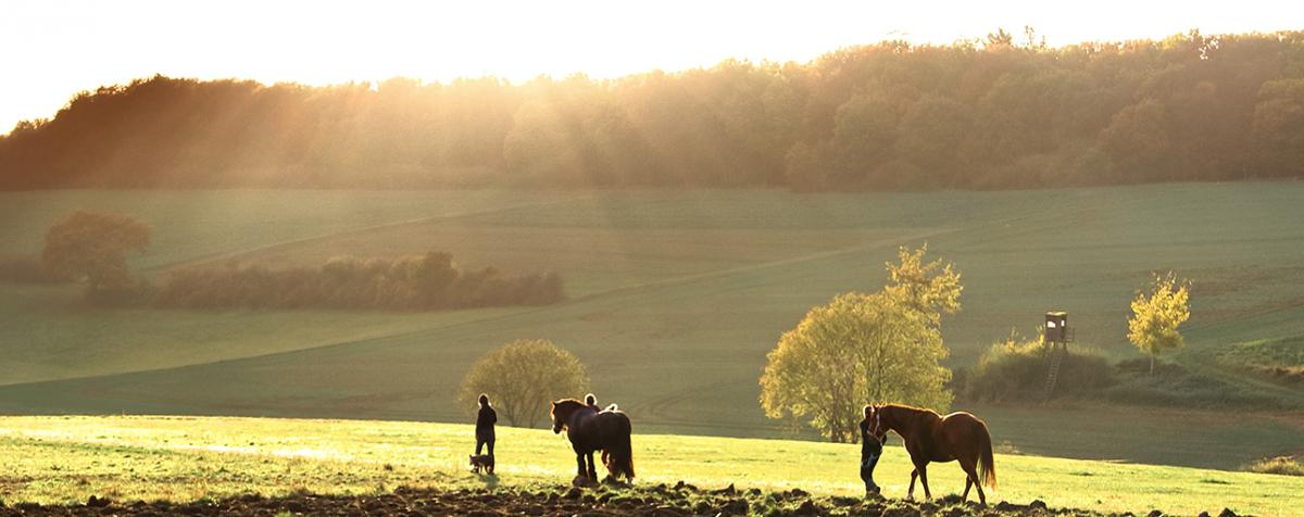 Horses and People in a Field