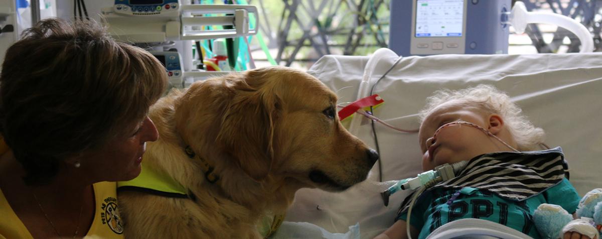 Therapy dog and handler in hospital