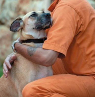 Chermon Prison Dog