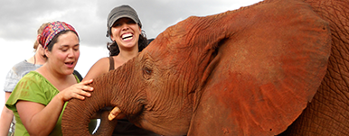 MSW students with elephant in Kenya