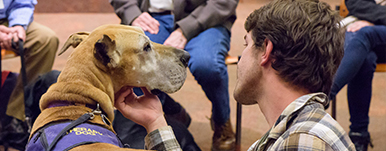 therapy dog
