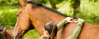 Horse