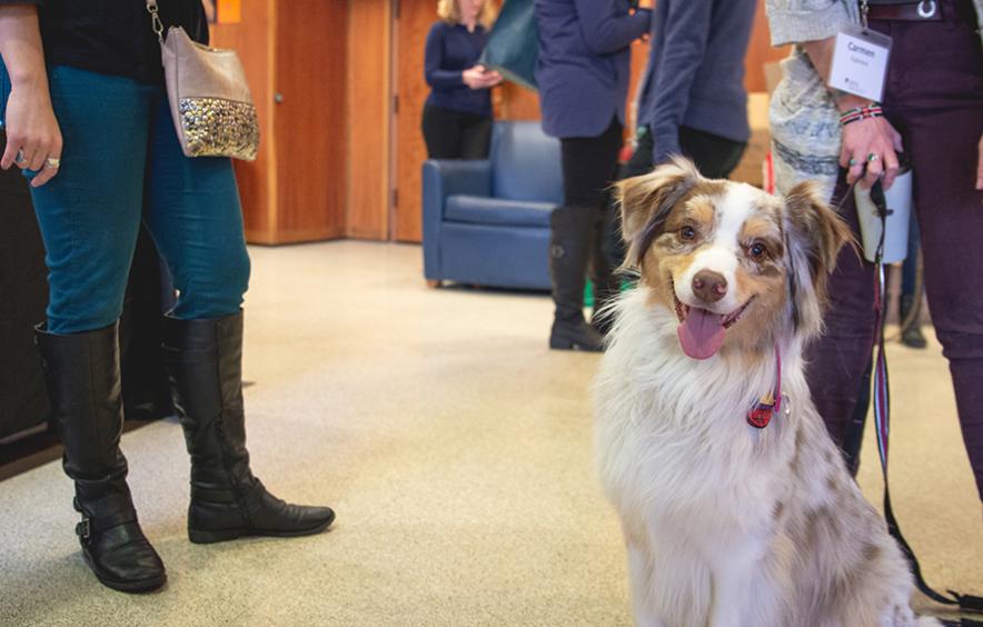 Dog at Animals on the Mind